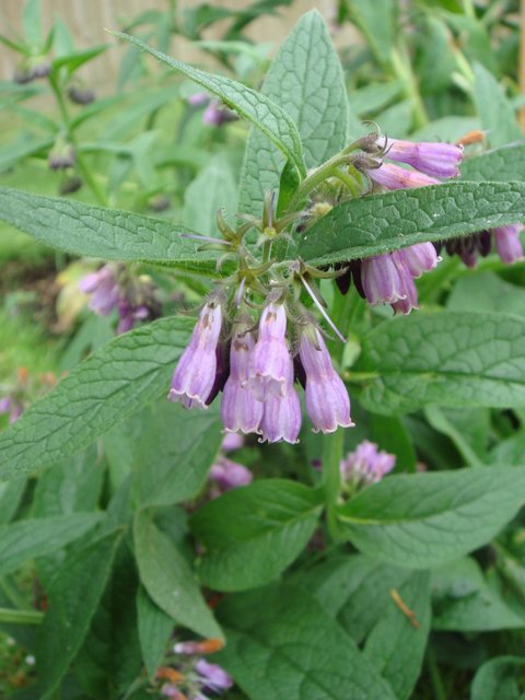 Symphytum officinale var.purpureum fleur